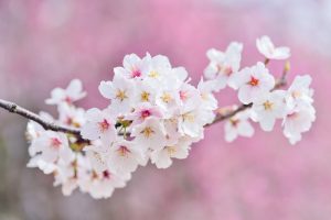 お花見に持って行きたいおすすめの便利グッズ26選。楽しめるアイテムもご紹介