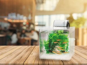 水槽のおすすめ19選。フレーム付きやライト付きの製品もあわせてご紹介