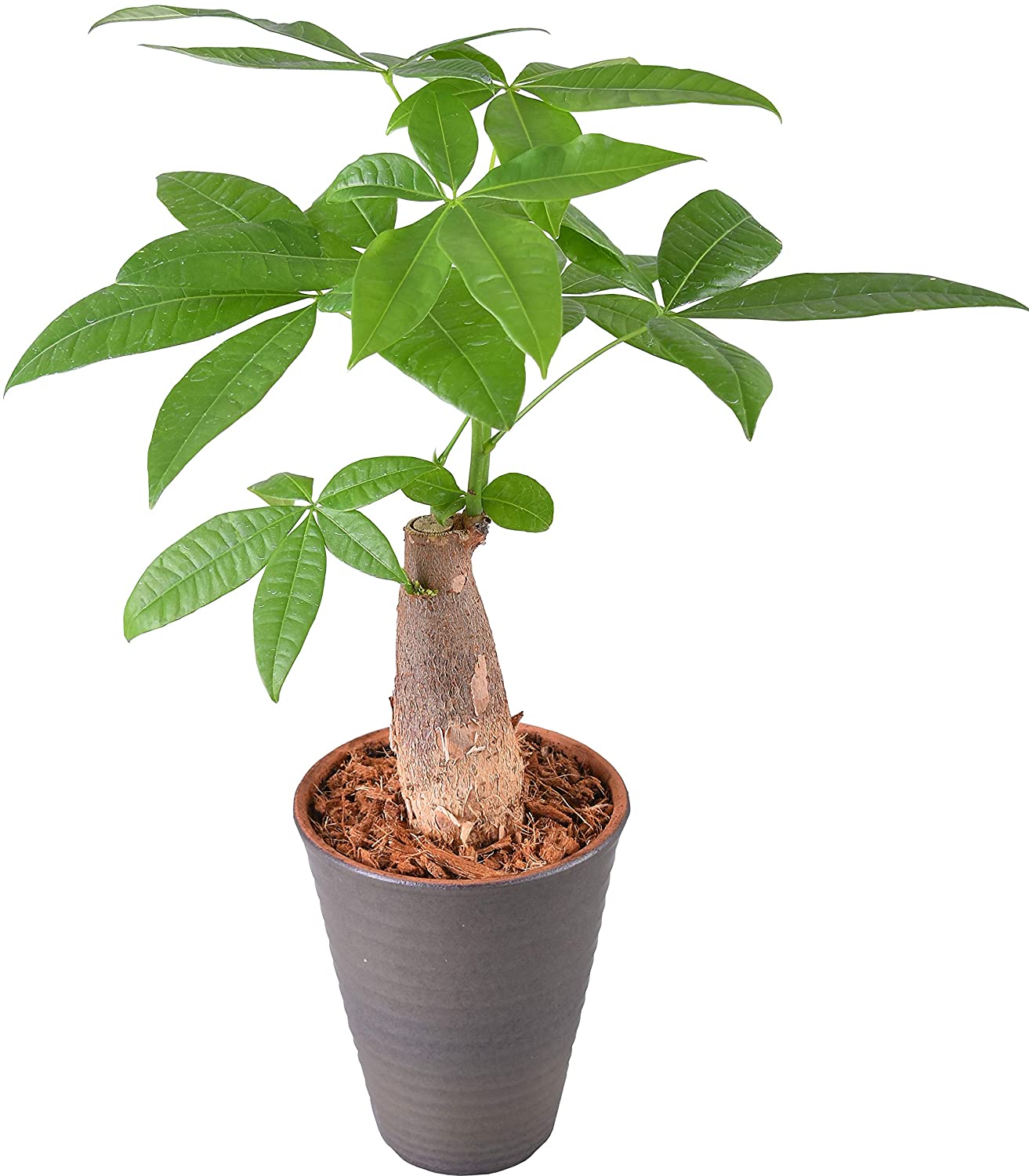 花のギフト社(Hana No Gift Sha) パキラ 4号