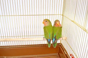 鳥かごのおすすめ22選。愛鳥の大きさやお手入れのしやすさでチョイス