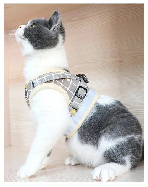 猫用ハーネスのおすすめ選 選び方と注意点もご紹介