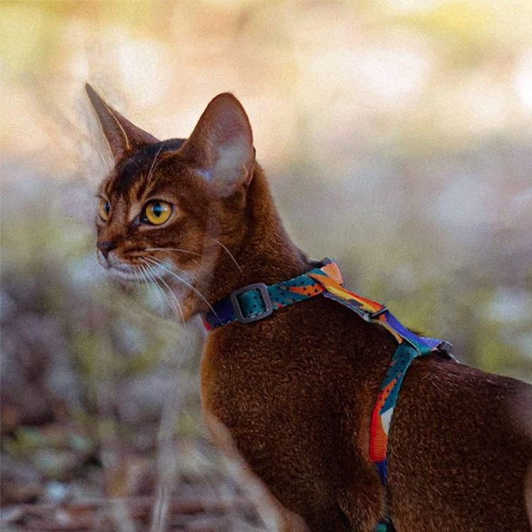 猫用ハーネスのおすすめ20選 選び方と注意点もご紹介