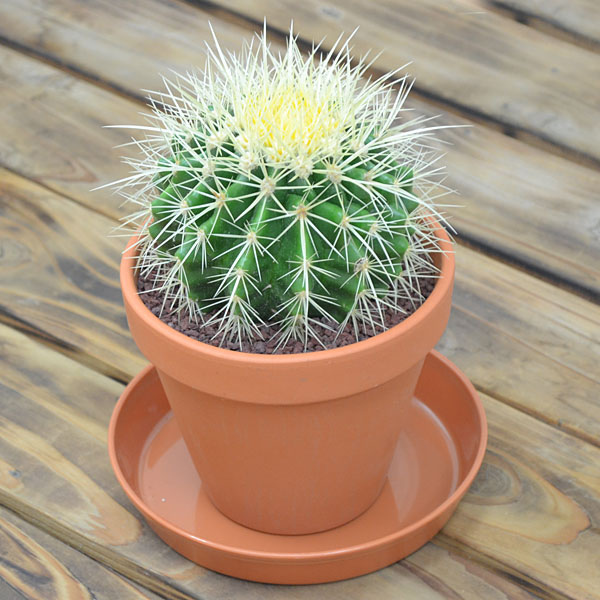 フラワーコーポレーション(FLOWER CORPORATION) サボテン 金鯱