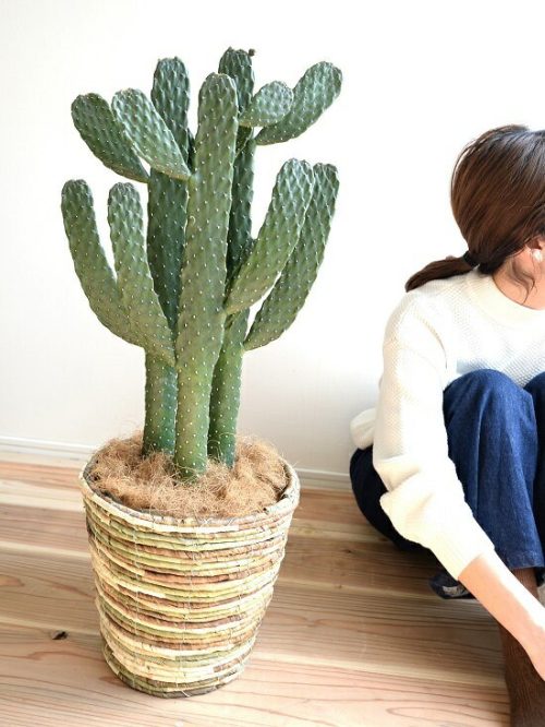 LAND PLANTS オプンチア 墨烏帽子