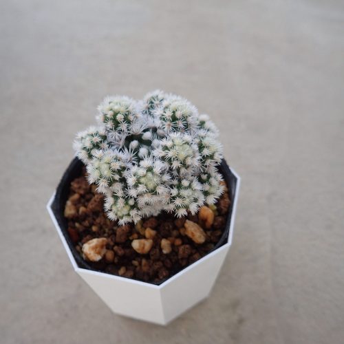 Lady Bird マミラリア 明日香姫