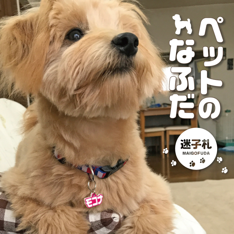 中央ネームプレート製作所 ペットのなふだ 迷子札 neo