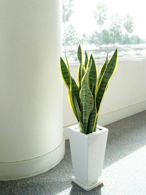 観葉植物のおすすめ18選 育てやすい種類からおしゃれな造花までご紹介