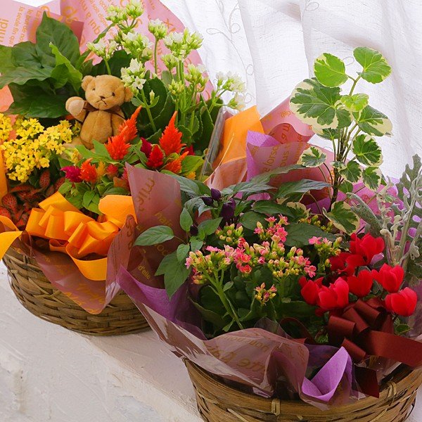 YOU&I 季節の寄せ鉢