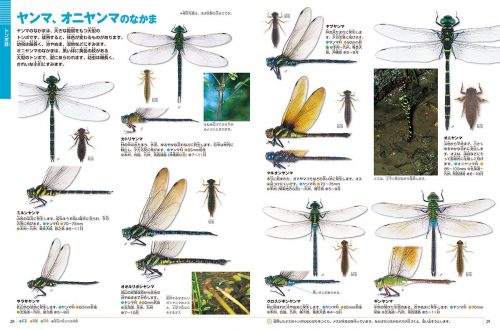 昆虫図鑑のおすすめ17選 子供から大人まで楽しめるモノをご紹介