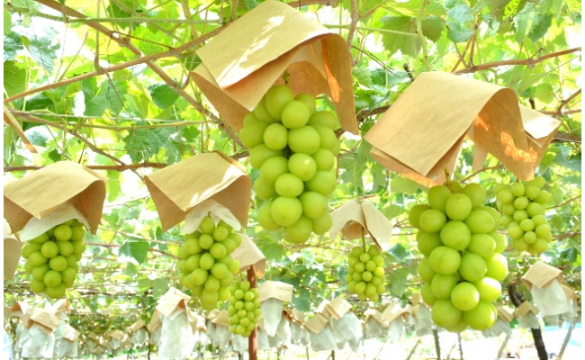 山梨県南アルプス市 南アルプス市産シャインマスカット 約1.2kg 10,000円