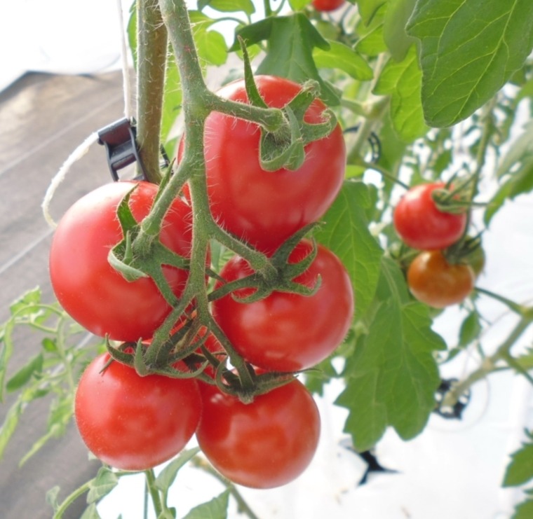 山梨県南アルプス市 フルーツトマト 太陽のめぐみ 1kg 10,000円