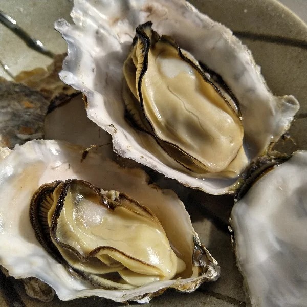 菊地水産合同会社 松島牡蠣屋 宮城県産 殻付き牡蠣殻付き 無選別牡蠣 カキ