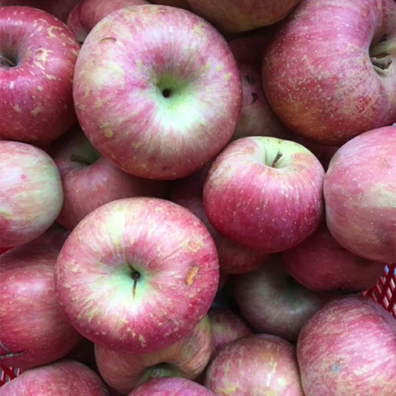 山形県西川町 りんご 訳あり 家庭用 5kg 9,000円