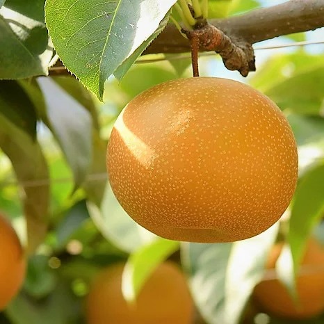 鳥取県江府町 新甘泉 3kg 14,000円