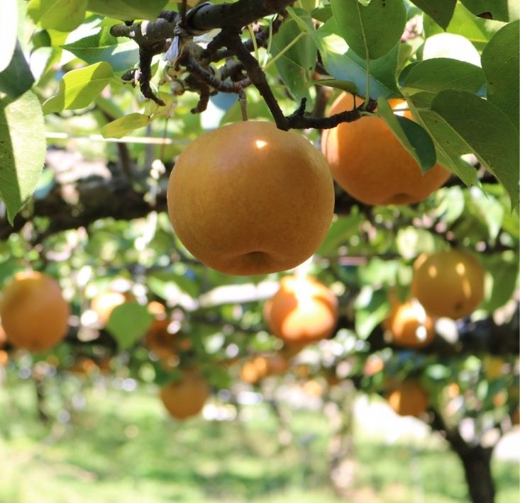 長野県松川町 南水 5kg 13,000円