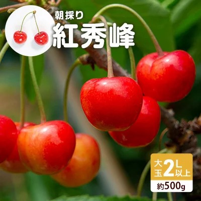 山形県大江町 さくらんぼ 朝採り 贈答用規格 大玉 紅秀峰 バラ 約500g 11,000円