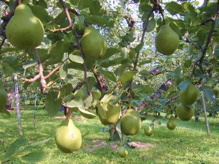 山形県寒河江市 シルバーベル 6kg 15,000円