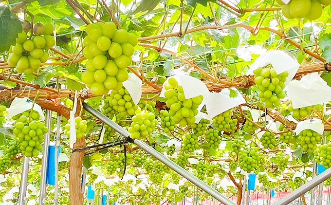 岡山県倉敷市 岡山県産 シャインマスカット晴王 1.1kg 2房 25,000円