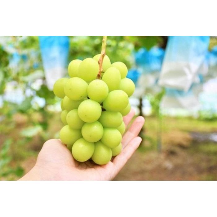 福岡県八女市 シャインマスカット 350g×4パック 10,000円