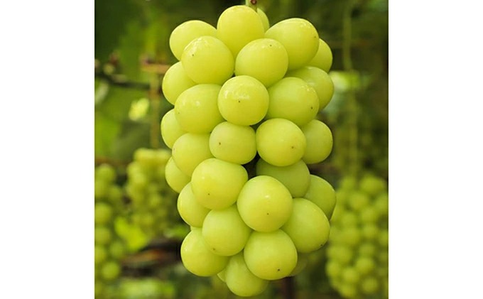 岡山県里庄町 シャインマスカット 定期便4回コース 68,000円