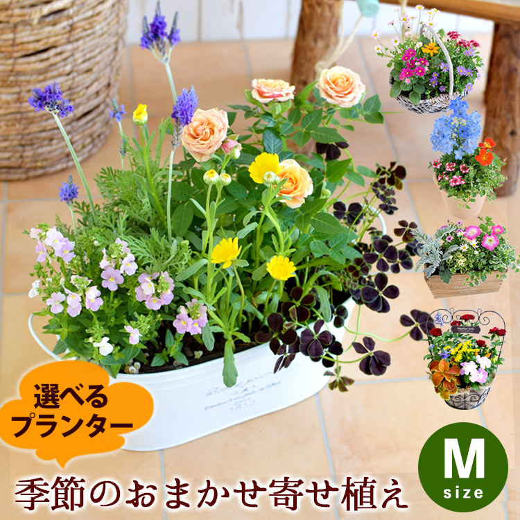 花由 プランターが選べる 季節のおまかせ寄せ植え M
