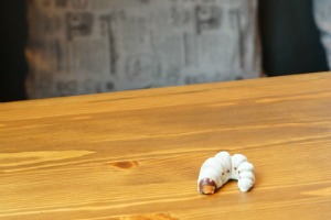 小松屋本店 かぶと虫の幼虫チョコレート