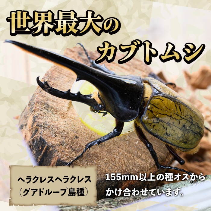 鹿児島県肝付町 ヘラクレスオオカブト カブトムシ 3令幼虫オス2匹 28,000円