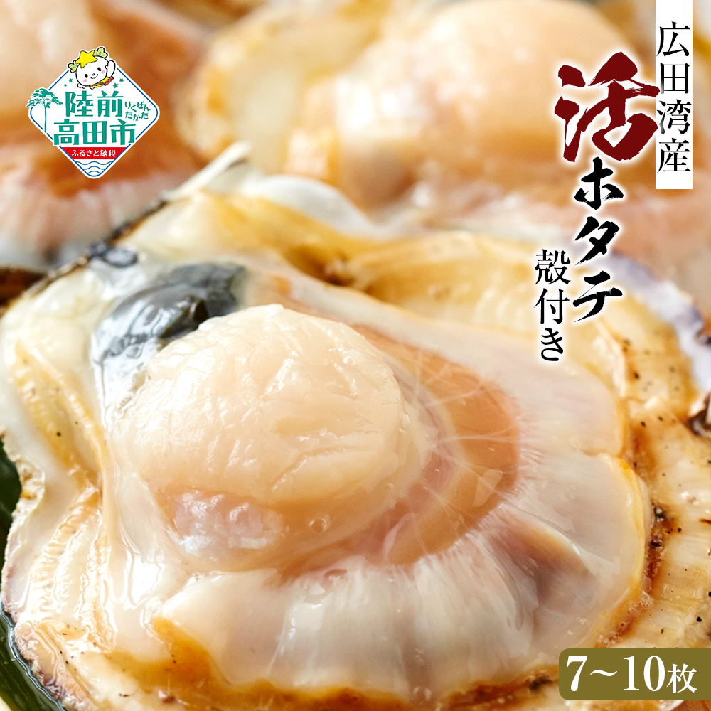 岩手県陸前高田市 殻付き新鮮活ホタテ 7~10枚 14,500円