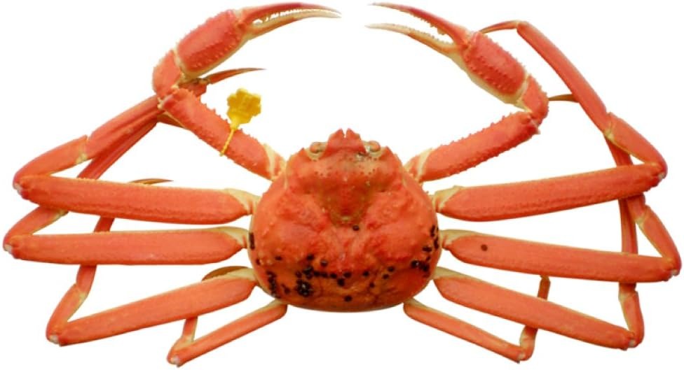 たからや商店 越前ガニ ズワイガニ 900~1000g