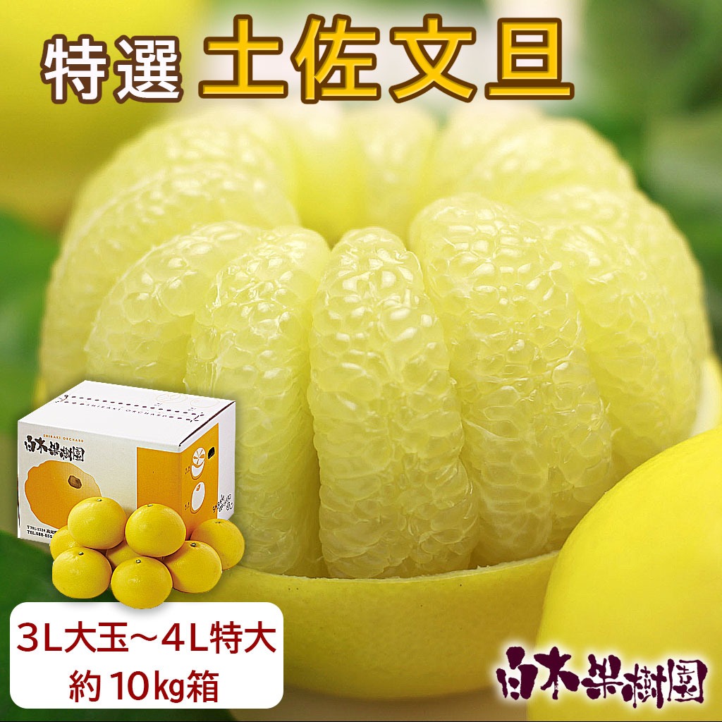 文旦屋・白木果樹園 土佐文旦 特選秀品 3L～4L 約10kg