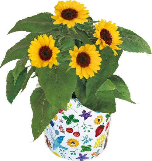 花のギフト社 父の日 ひまわり