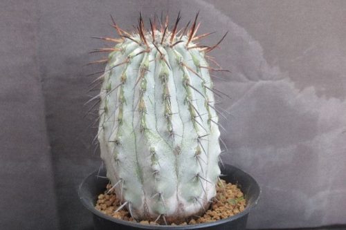 とげ家 コピアポア 黒王丸