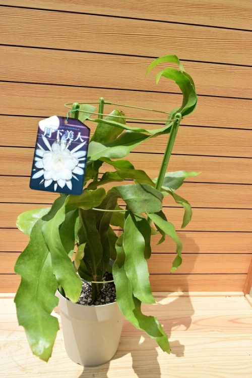 ながしま(NAGASHIMA) 月下美人