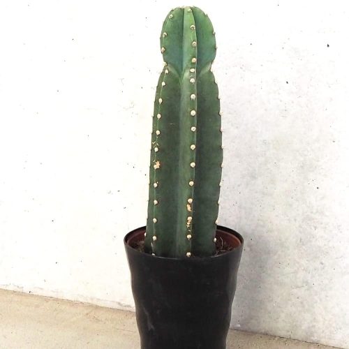 イタンセ(ITANSE) 柱サボテン 鬼面閣 キメンカク 観葉植物 4.5号鉢