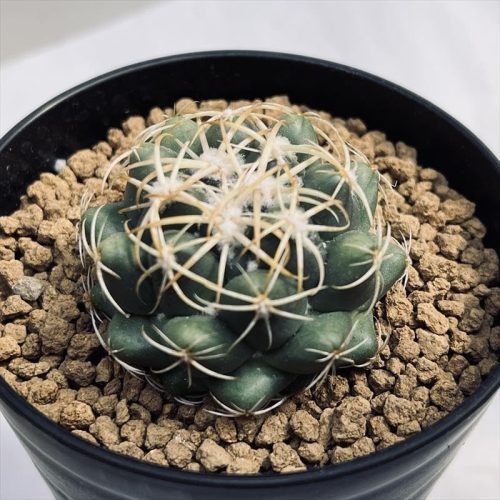 遊恵盆栽 コリファンタ 鳳華丸 実生 幅4.5cm s14136v