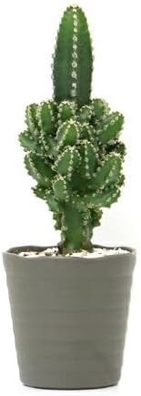 チャーム(Charm) サボテン セレウス ペルヴィアナス 2.5～3号 1鉢