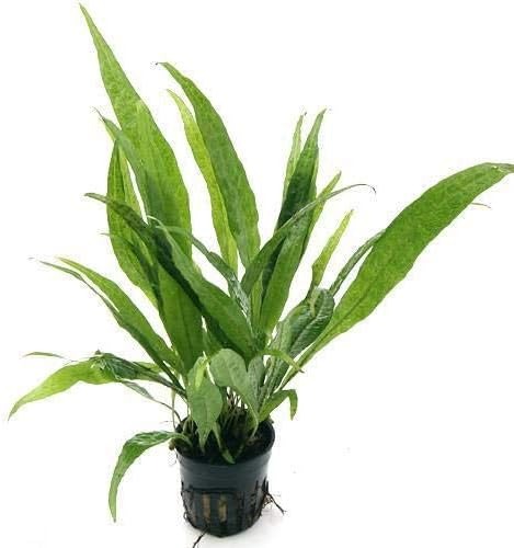 チャーム(charm) ミクロソリウム プテロプス ソードリーフ