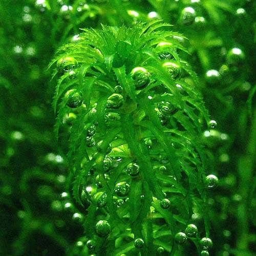 チャーム(charm) グレートモス エゲリア ナヤス