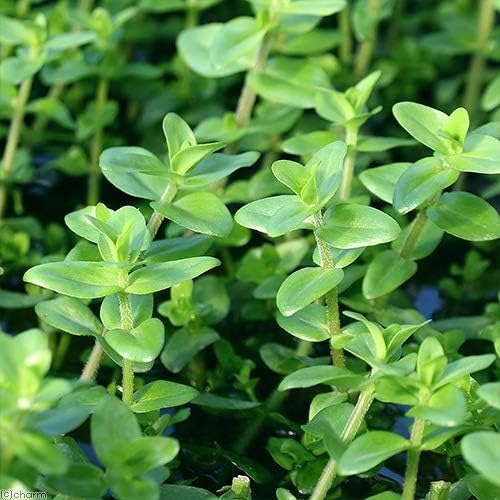 チャーム(charm) ウォーターバコパ