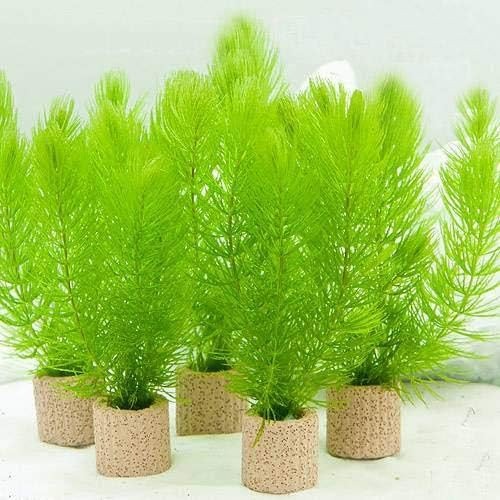 チャーム(charm) ライフマルチ 茶 マツモ ミニ