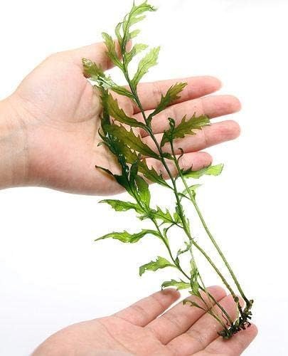 チャーム(charm) ボルビティス ヒュディロティ