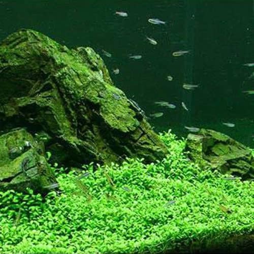 チャーム(charm) グロッソスティグマ