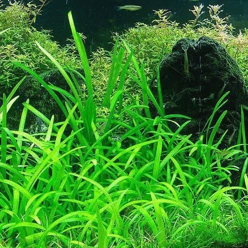 チャーム(charm) ピグミーチェーンサジタリア