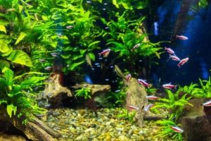 水草のおすすめ24選。アクアリウムに適した美しい種類をご紹介