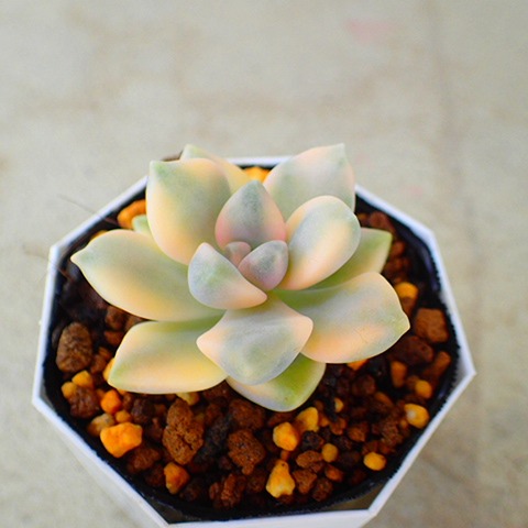 グラプトペタルム