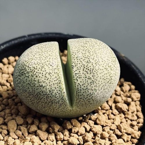 プレイオスピロス