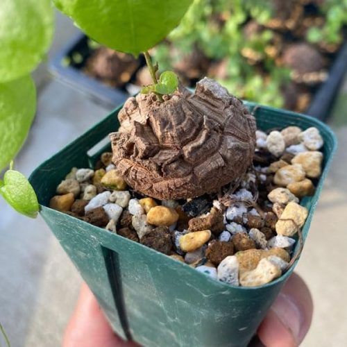 ディオスコレア