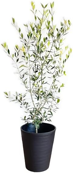 観葉植物のパーフェクトグリーン オリーブの木 8号
