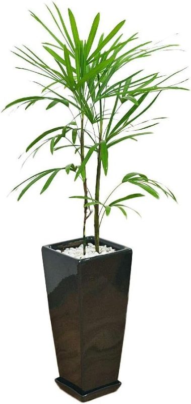 フラワーコーポレーション 棕櫚竹 7号 skan-000050