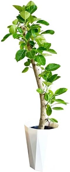 観葉植物のパーフェクトグリーン フィカス アルテシーマ 10号 arute10